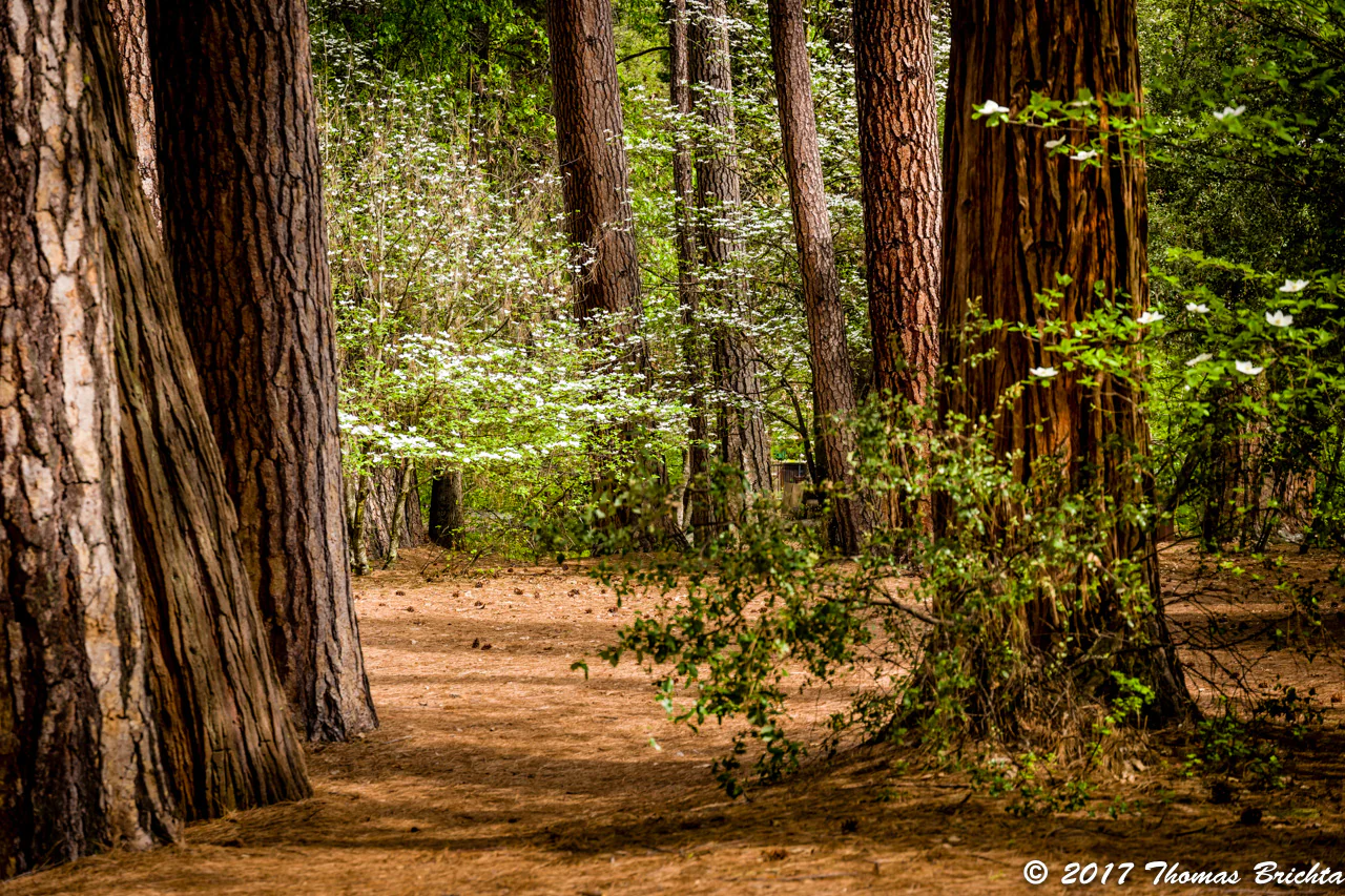 2026 Spring Yosemite Workshop May 3-7, 2026 - Single - Image 2
