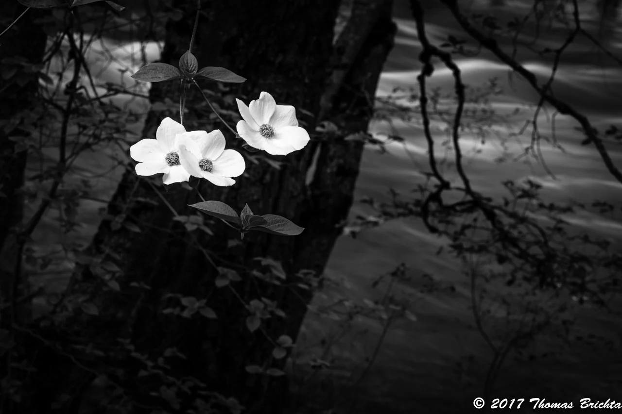 2026 Spring Yosemite Workshop May 3-7, 2026 - Single - Image 3