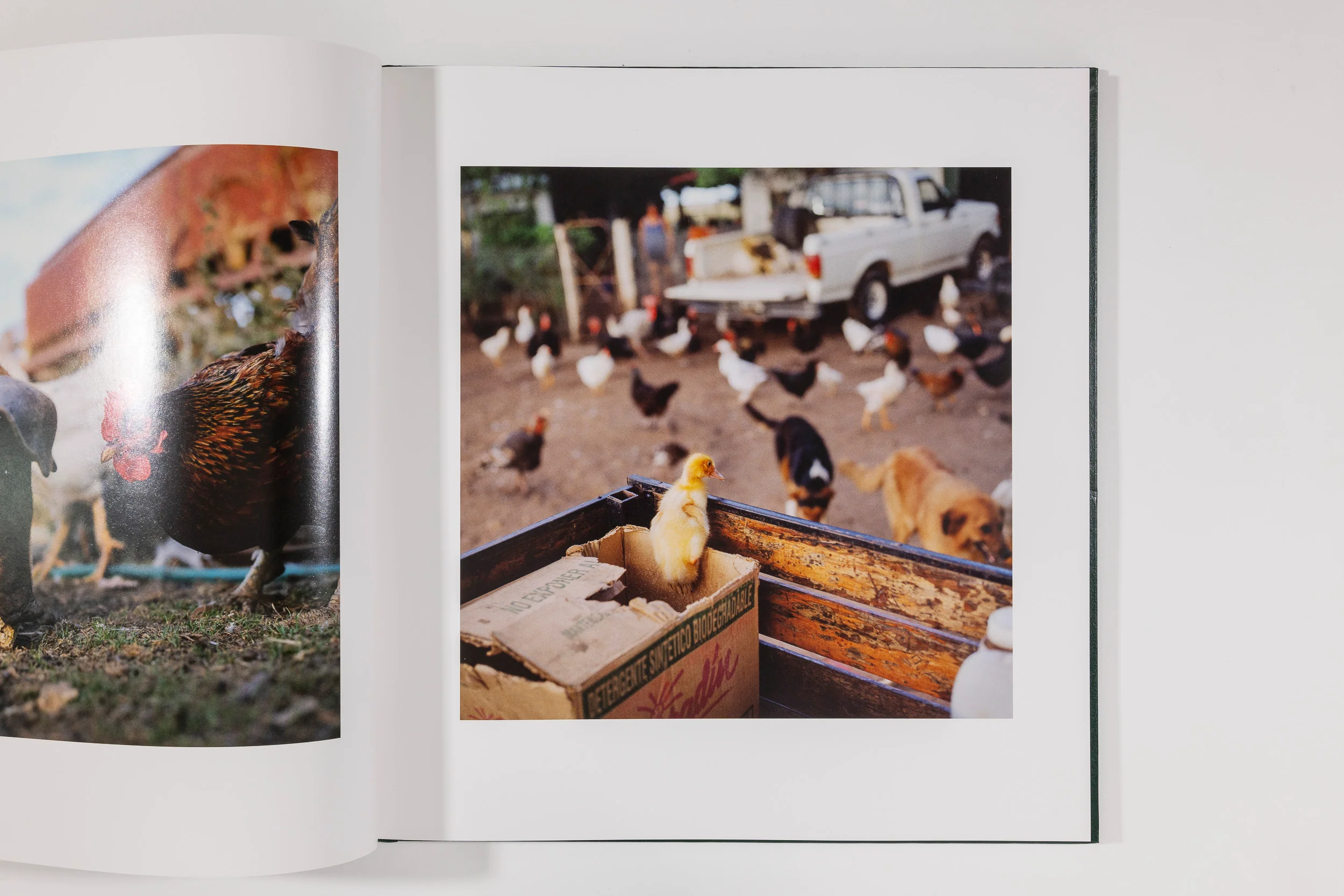 Alessandra Sanguinetti, On the Sixth Day - Image 5