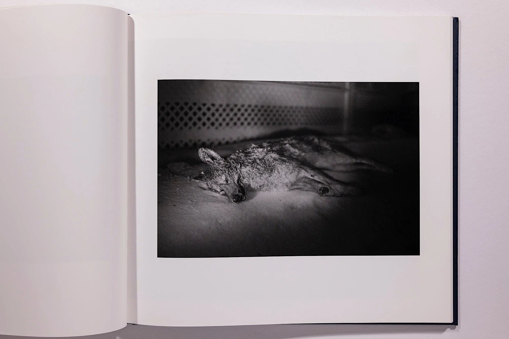 Alessandra Sanguinetti, Some Say Ice, Unsigned - Image 13