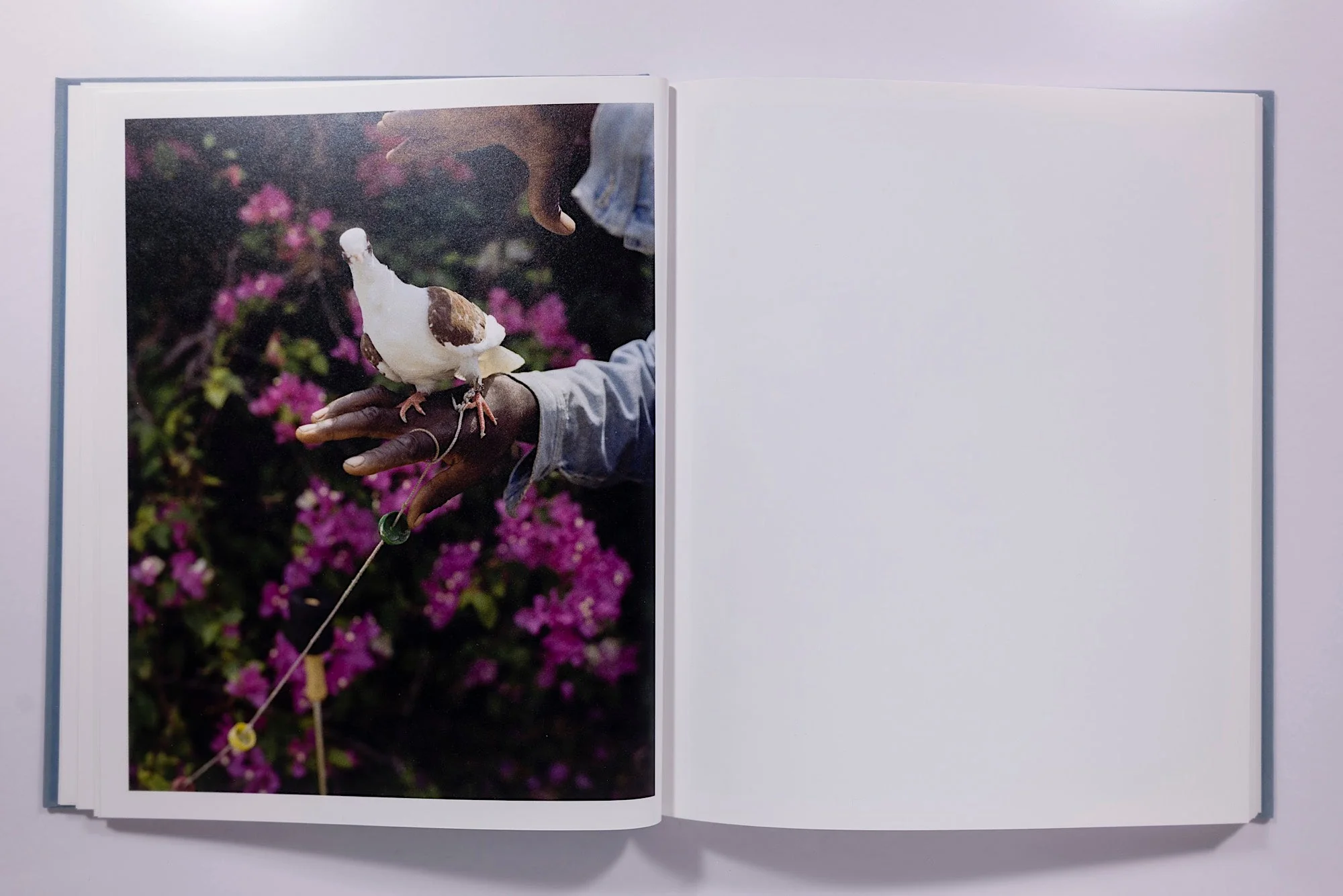 Gregory Halpern - Zzyzx - Image 9