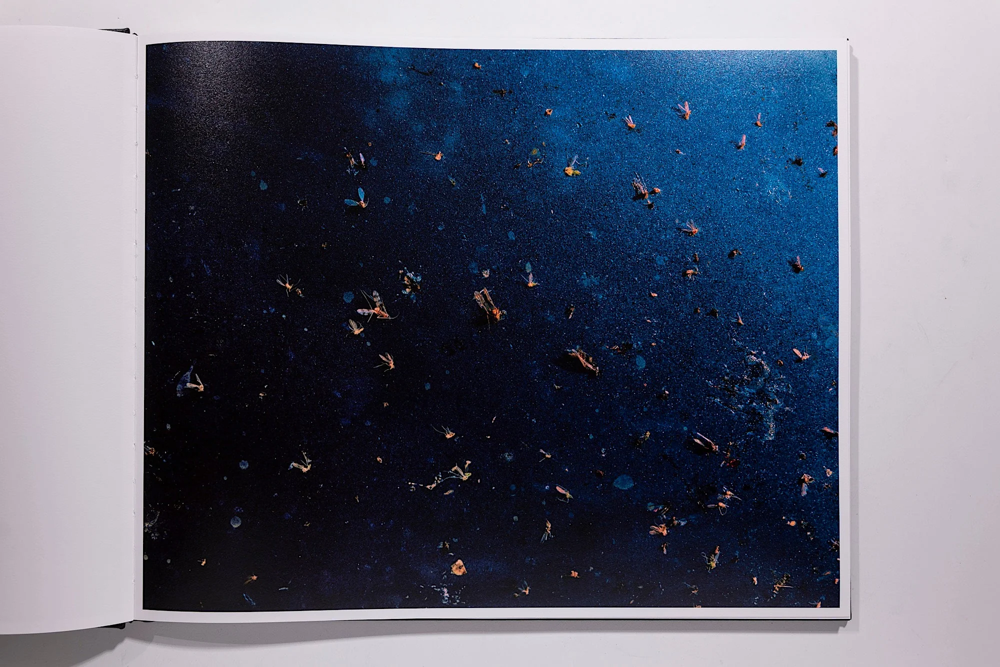 Phil Jung, Windscreen - Image 4