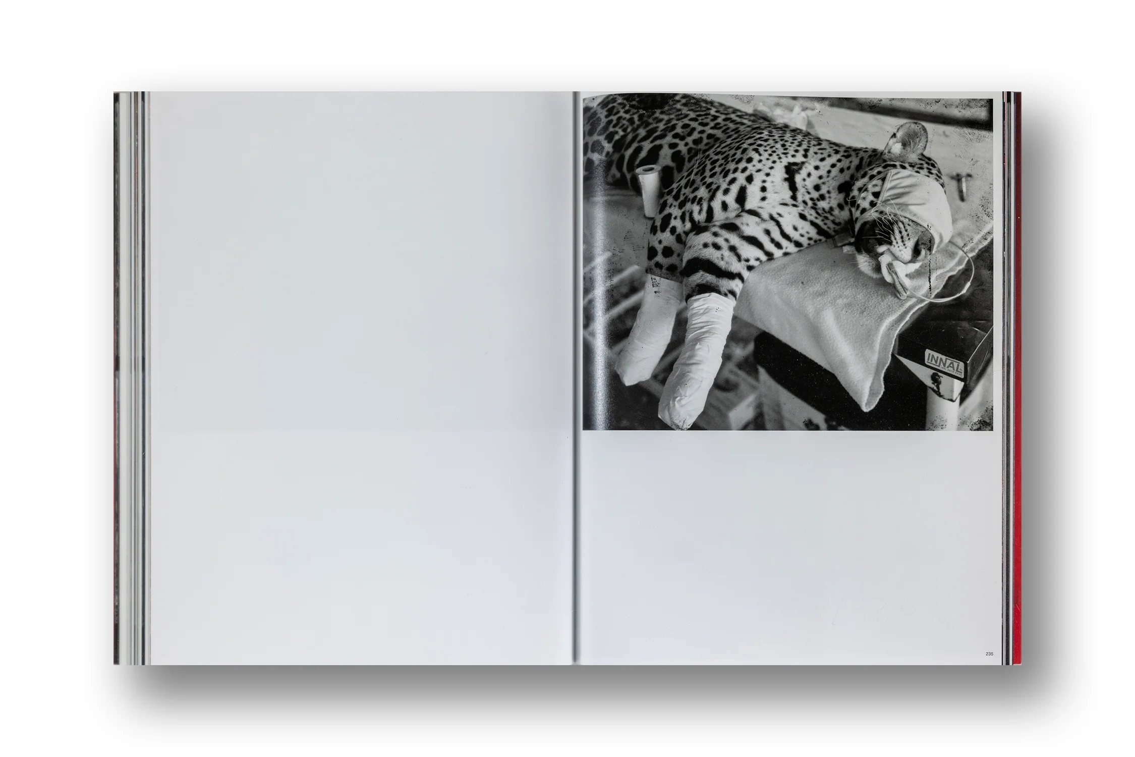Richard Mosse, Broken Spectre - Image 11